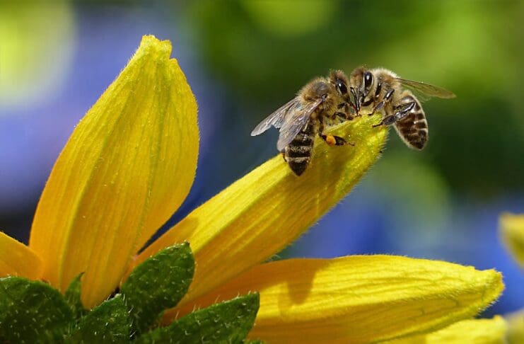 bee-honey-bee-apis-insect