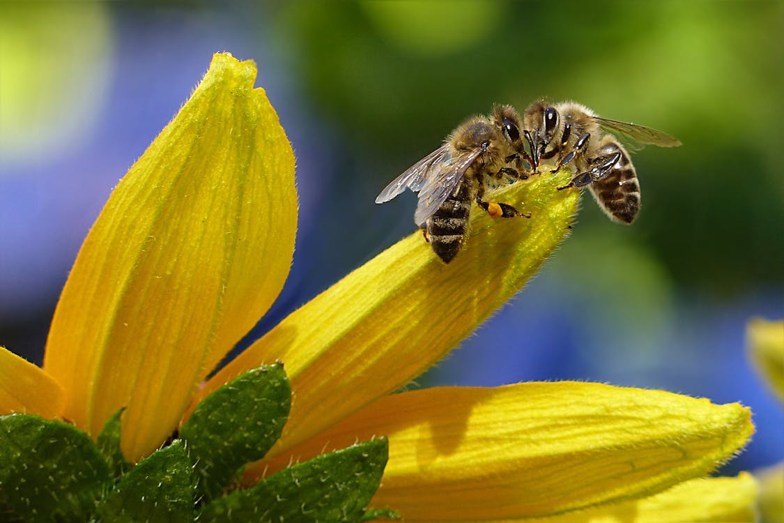 bee-honey-bee-apis-insect