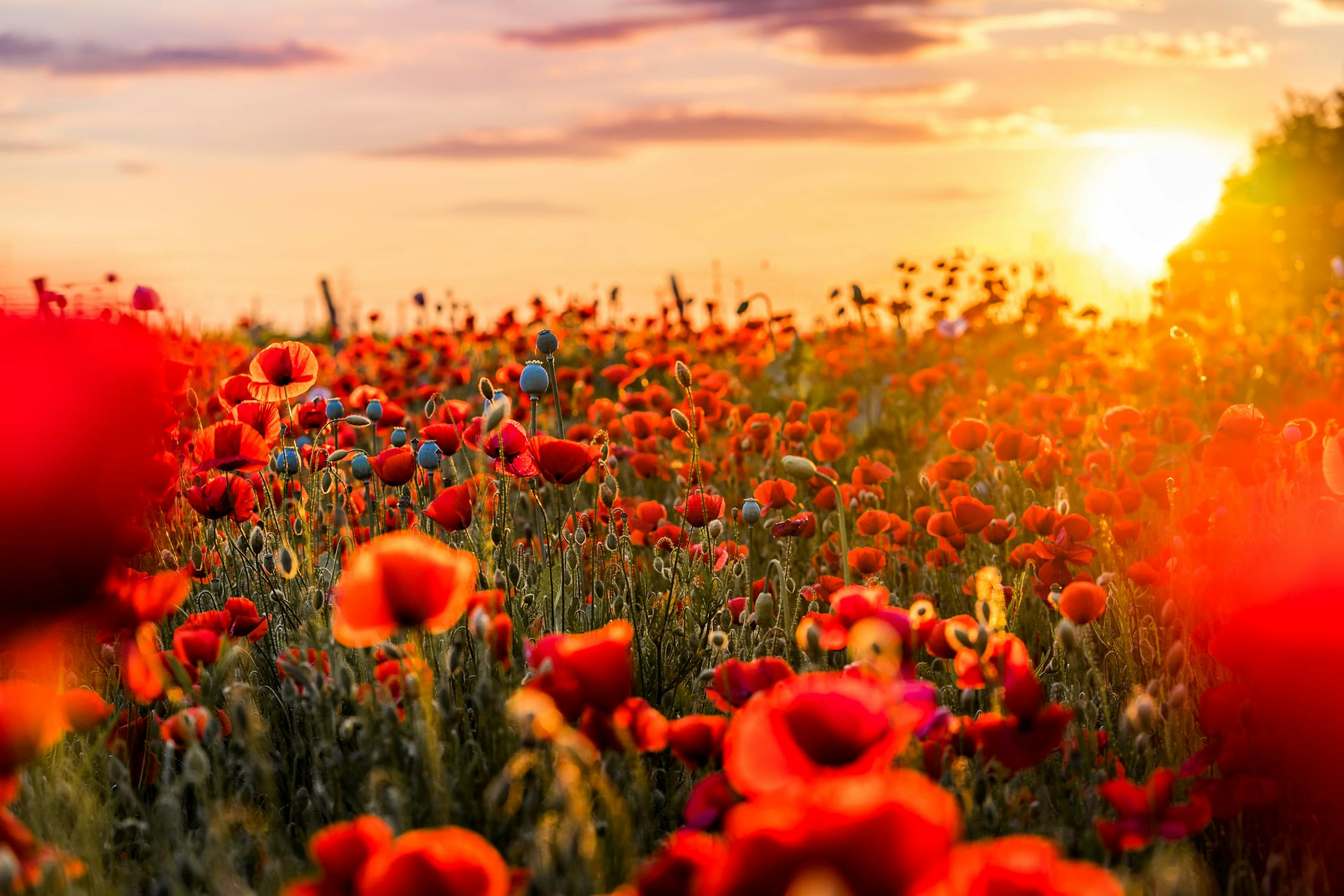 poppy-field-photo