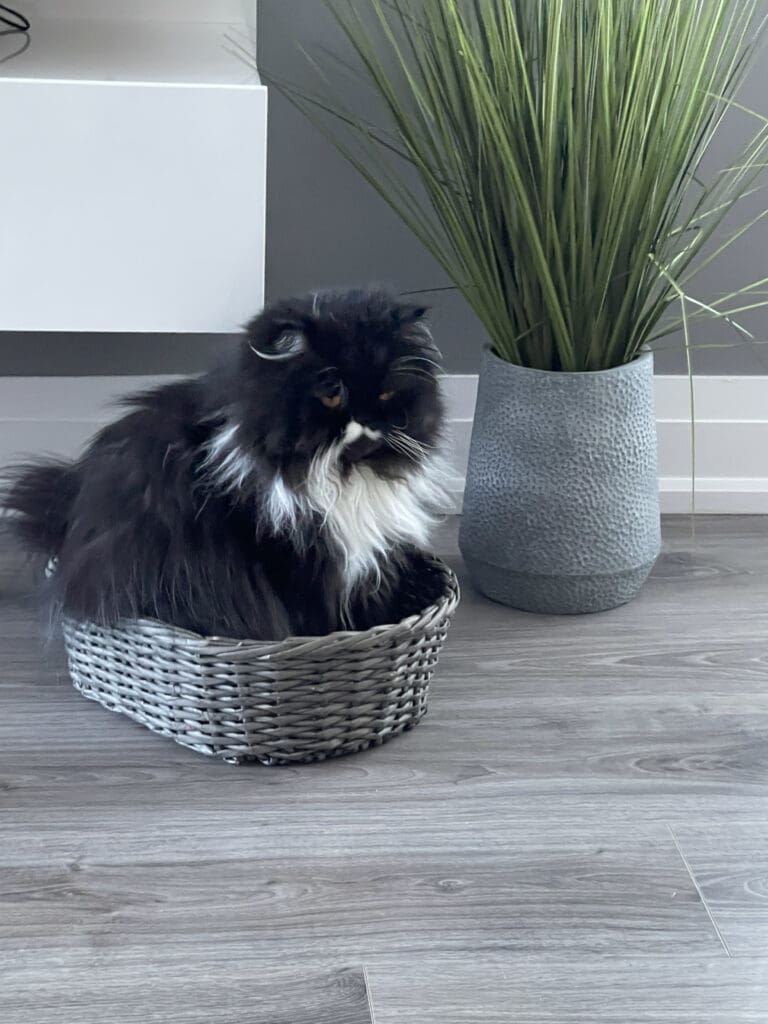 frankie