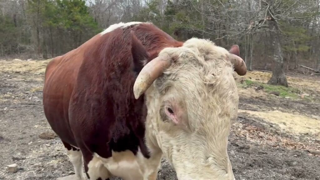 Rufus the Bull: Rufus and Redford have been separated. Let’s see how ...