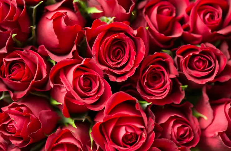 red-roses-photo