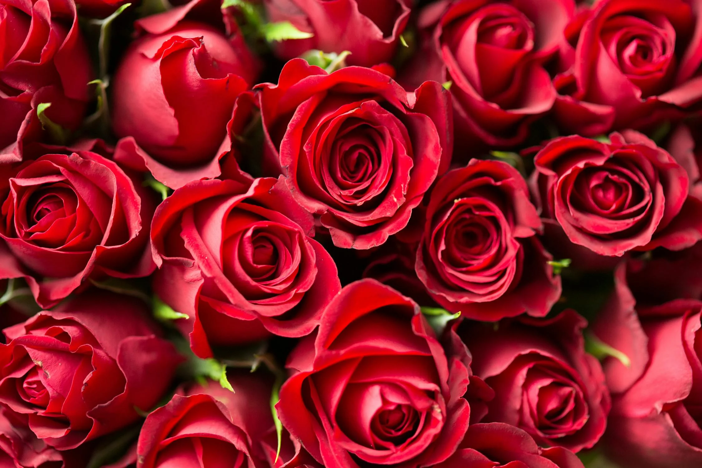 red-roses-photo