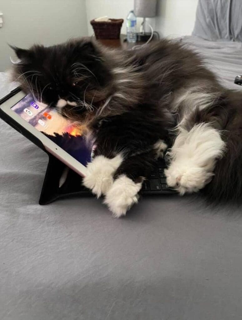 frankie-malloy-doom-scrolling
