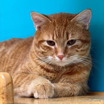 garfield-cat