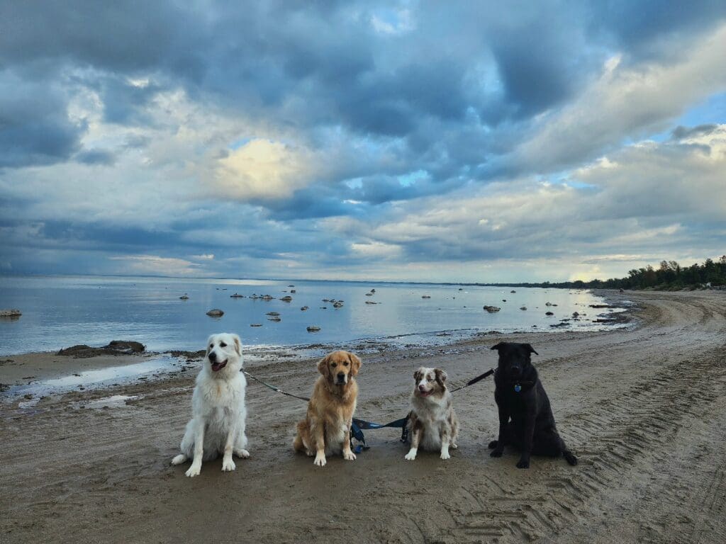 dedicated-dog-walkers