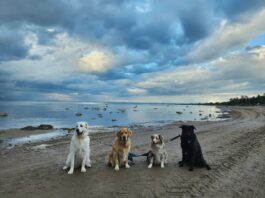 dedicated-dog-walkers