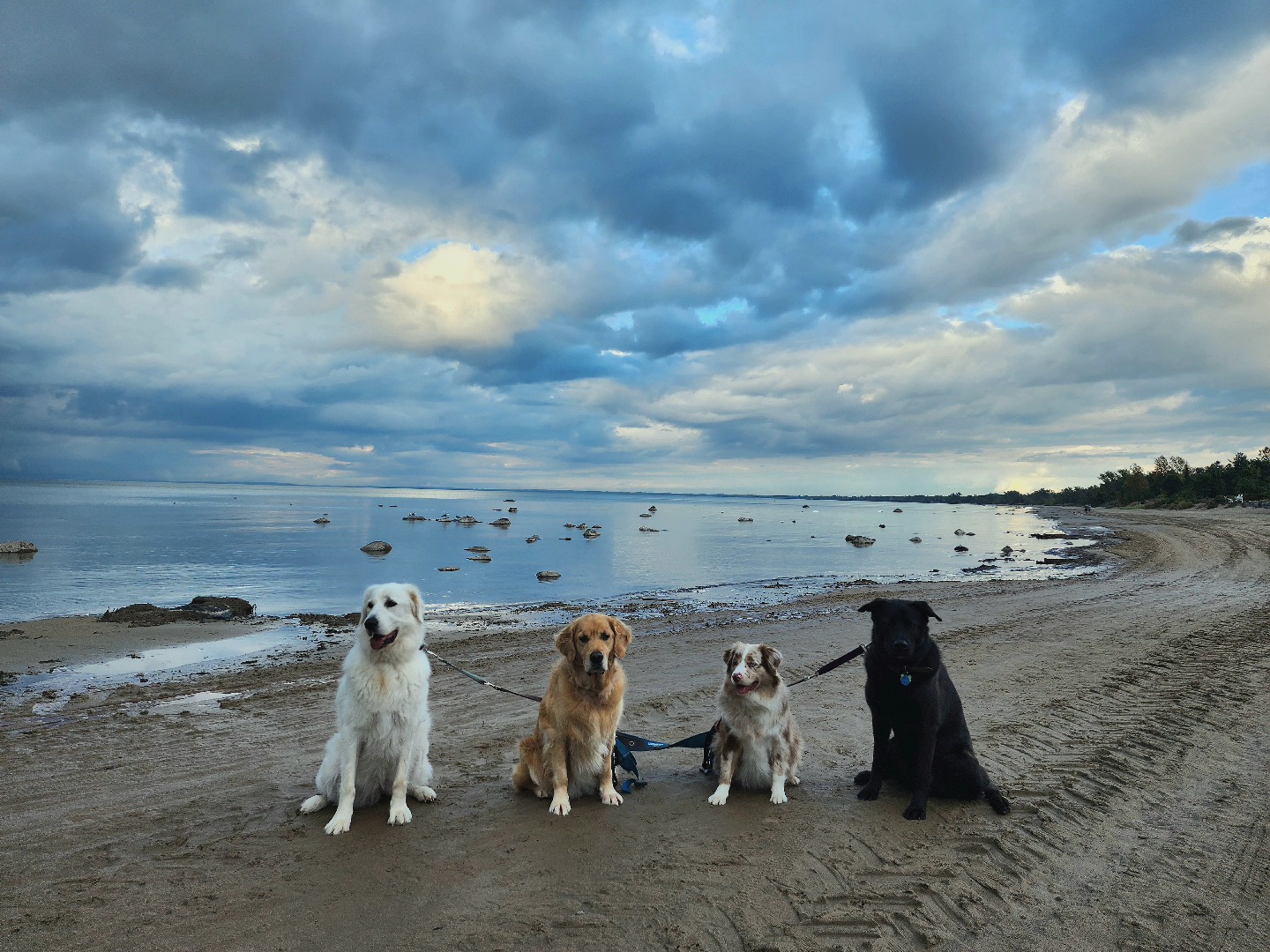 dedicated-dog-walkers