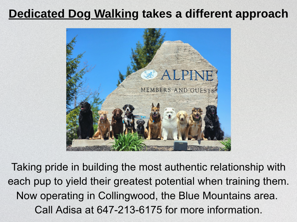 Dedicated-Dog Walking-may