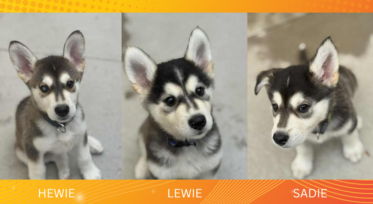 HEWIE
