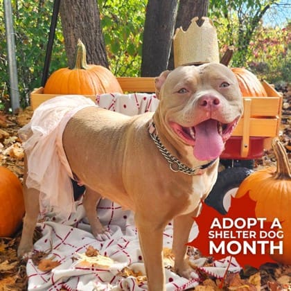 Frankie Malloy is on a SPECIAL MISSION to find “Annie, and Pudge a Forever Family”.