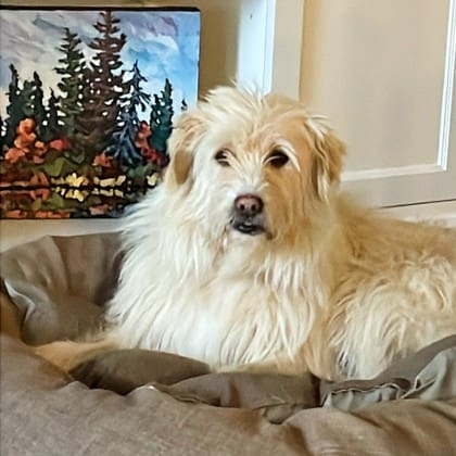 Frankie Malloy is on a SPECIAL MISSION to find “Chomper, and Jessie a Forever Family”.