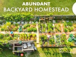 Couple’s Amazing Backyard Homestead Produces TONS of Food in the City + FULL GARDEN TOUR