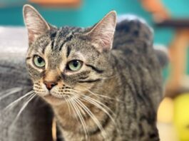 georgian-bay-news-com-image georgian-bay-news-com-image