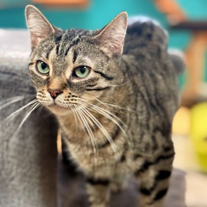 Frankie Malloy is on a SPECIAL MISSION to find “Joey and Evie a Forever Family”.