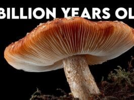 The Intelligence That Built the Forest