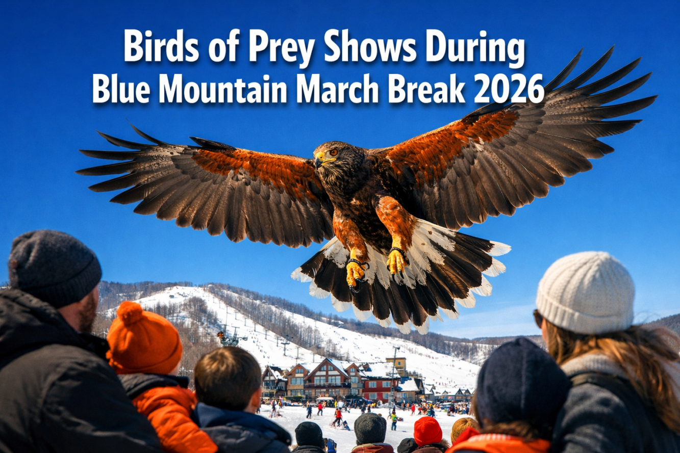 Birds of Prey Shows – Blue Mountain March Break 2026: Raptor Performances, Educational Insights, and Village Music Events