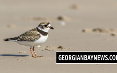 Wasaga Beach Advances Piping Plover Protection Through Collaboration with Birds Canada