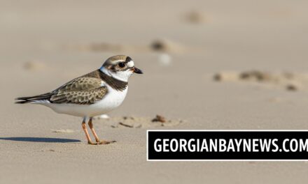 Wasaga Beach Advances Piping Plover Protection Through Collaboration with Birds Canada