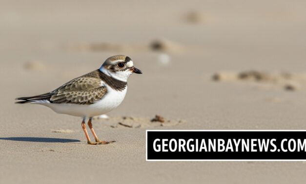 Wasaga Beach Advances Piping Plover Protection Through Collaboration with Birds Canada