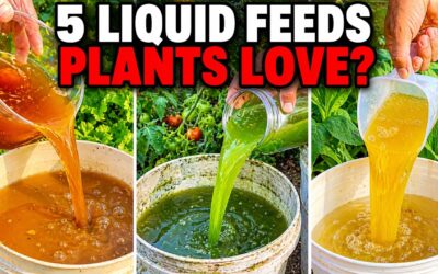 Even Dead Plants Come Back to Life! 5 Natural Fertilizers That Work Instantly