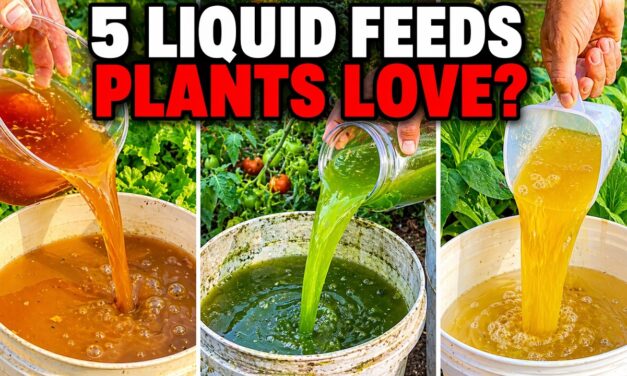 Even Dead Plants Come Back to Life! 5 Natural Fertilizers That Work Instantly