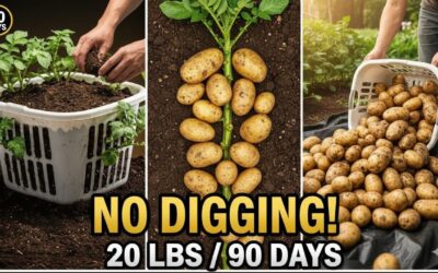 🥔  How to Grow Potatoes in a laundry Basket (Survival Hack)