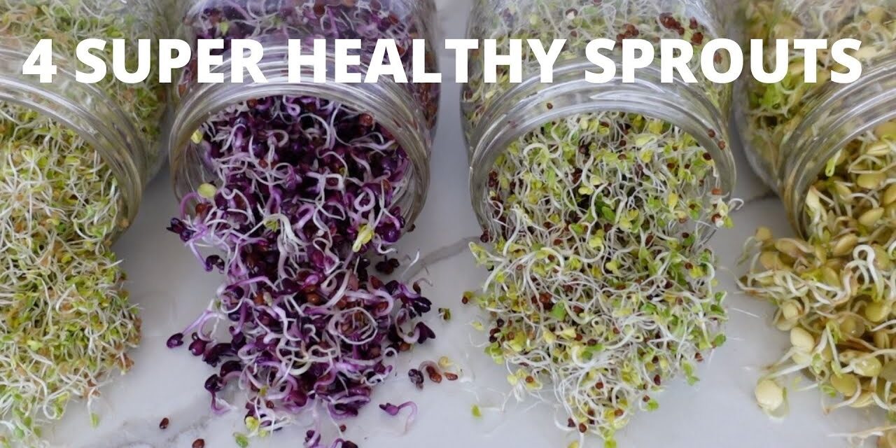 How To Grow Sprouts at Home | 4 Super Healthy Sprouts