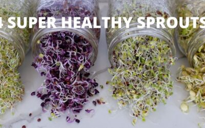 How To Grow Sprouts at Home | 4 Super Healthy Sprouts