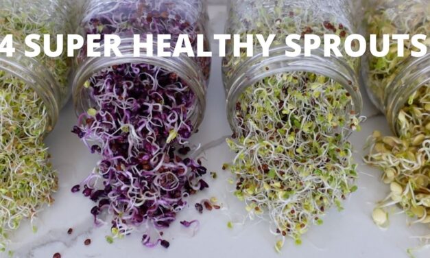 How To Grow Sprouts at Home | 4 Super Healthy Sprouts