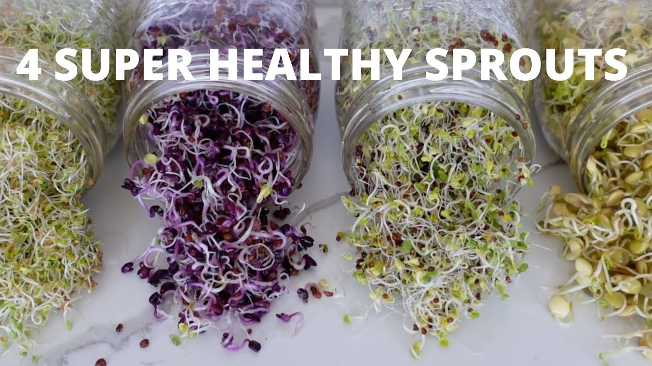 How To Grow Sprouts at Home | 4 Super Healthy Sprouts | Georgian Bay News