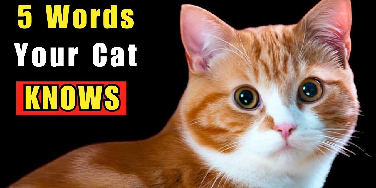 🐈  5 WORDS Your Cat Truly UNDERSTANDS (Backed by SCIENCE)
