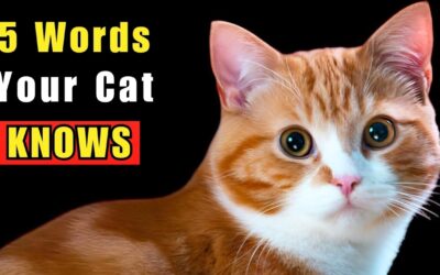 🐈  5 WORDS Your Cat Truly UNDERSTANDS (Backed by SCIENCE)