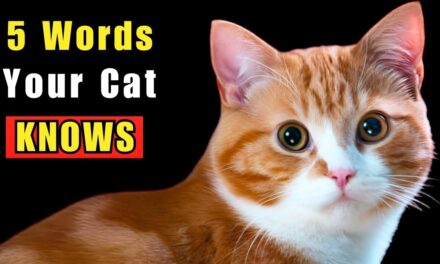 🐈  5 WORDS Your Cat Truly UNDERSTANDS (Backed by SCIENCE)