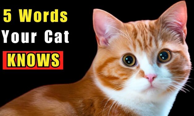 🐈  5 WORDS Your Cat Truly UNDERSTANDS (Backed by SCIENCE)