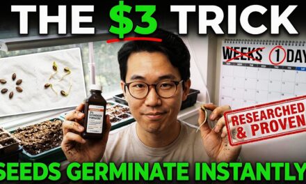 THIS $3 Trick Makes Seeds Germinate INSTANTLY!