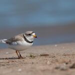 The Birds are Back in Town: Two Piping Plovers Return to Wasaga Beach