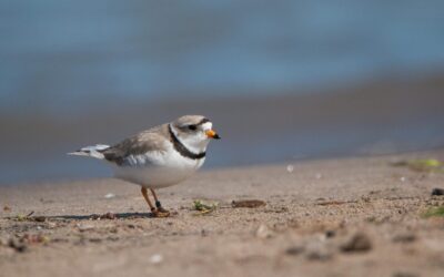 The Birds are Back in Town: Two Piping Plovers Return to Wasaga Beach