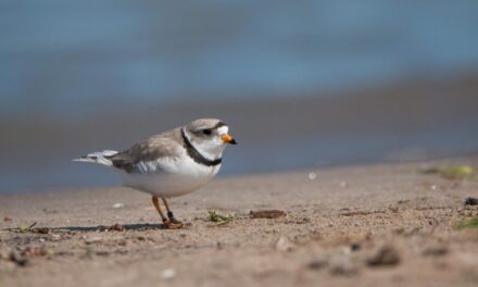 The Birds are Back in Town: Two Piping Plovers Return to Wasaga Beach