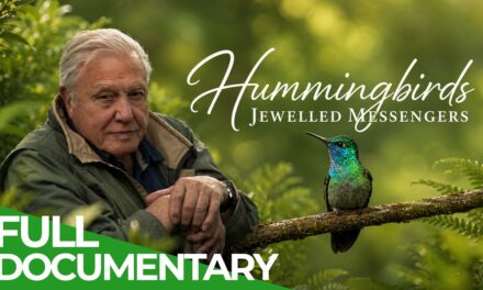🌟  David Attenborough Presents: Hummingbirds – Jewelled Messengers | Free Documentary Nature