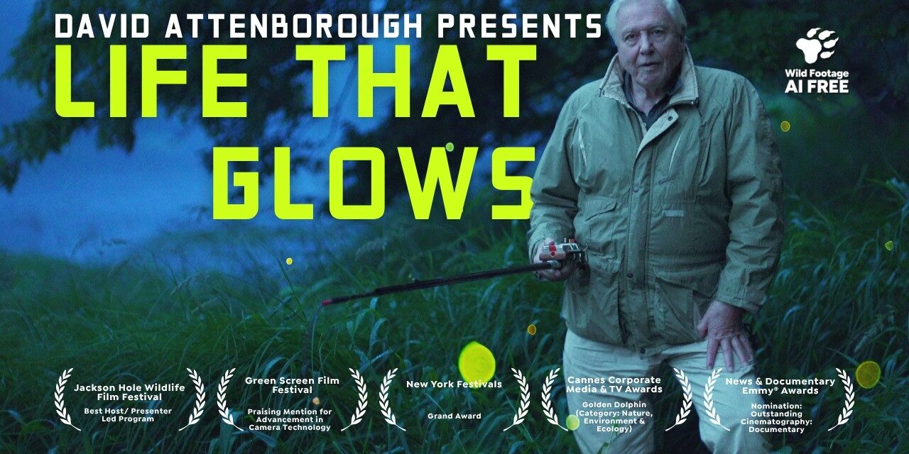 🐸  David Attenborough Shines a Light on Glowing Animals | Nature Documentary