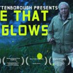 🐸  David Attenborough Shines a Light on Glowing Animals | Nature Documentary