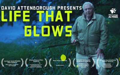 🐸  David Attenborough Shines a Light on Glowing Animals | Nature Documentary