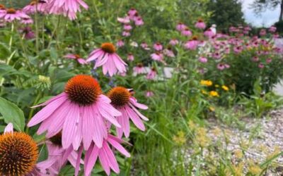 🪴 Collingwood Garden Club – Lorraine Johnson | The Role of gardens in an era of ecological and social change