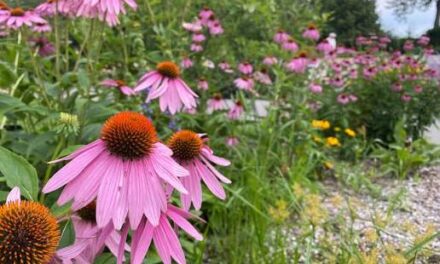 🪴 Collingwood Garden Club – Lorraine Johnson | The Role of gardens in an era of ecological and social change