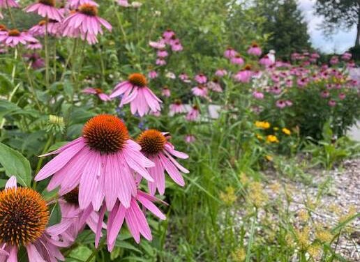 🪴 Collingwood Garden Club – Lorraine Johnson | The Role of gardens in an era of ecological and social change