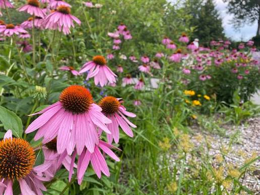 🪴 Collingwood Garden Club – Lorraine Johnson | The Role of gardens in an era of ecological and social change