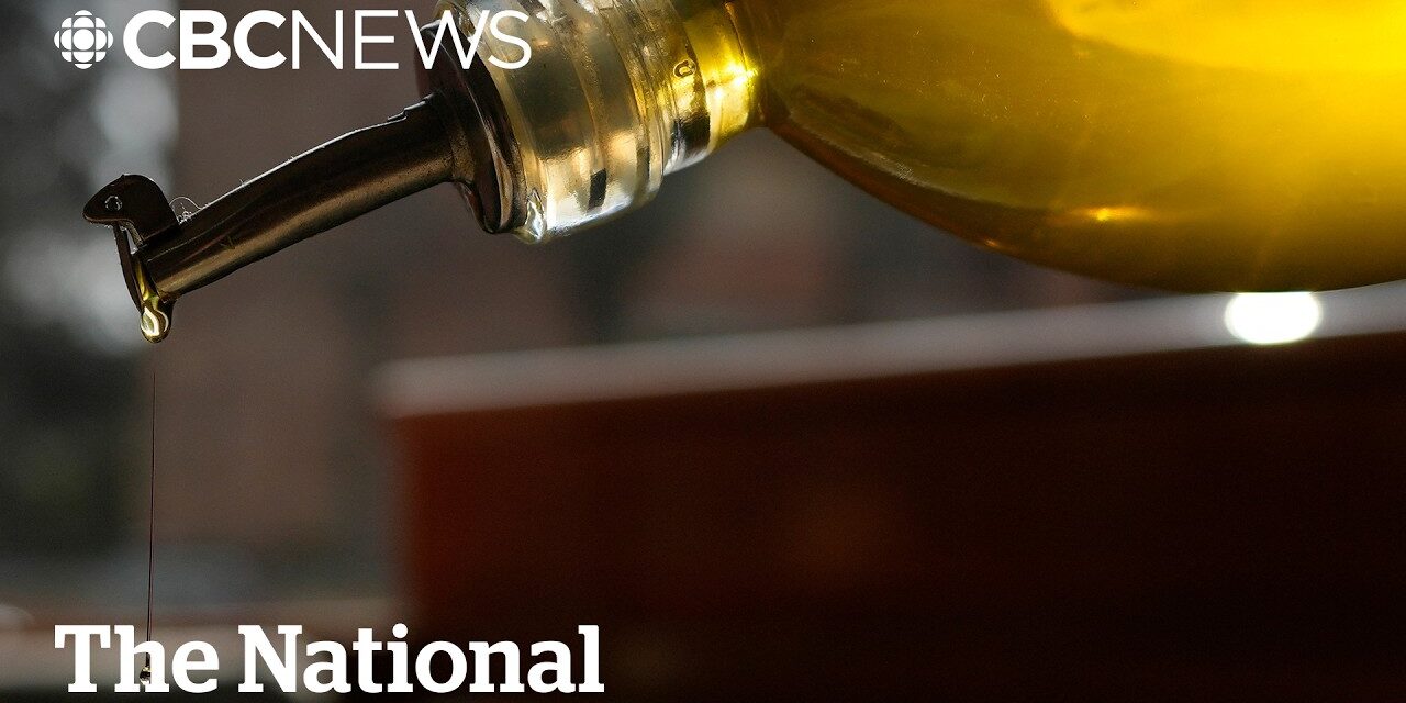 🫒 MANY olive oils are mixed with LOWER VALUE oil, CFIA finds