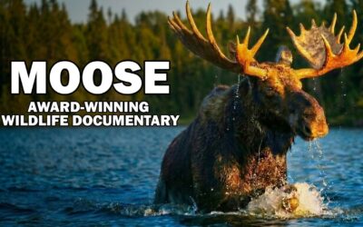 ❤️  The Award-Winning Moose Documentary Everyone’s Talking About