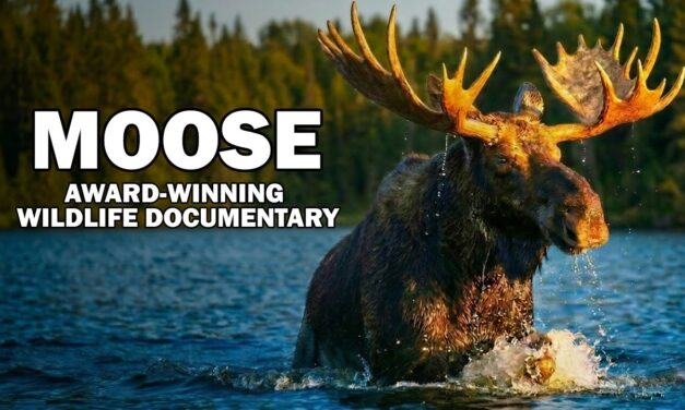 ❤️  The Award-Winning Moose Documentary Everyone’s Talking About